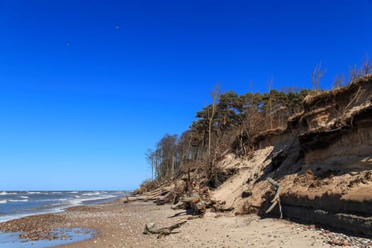 Baltic sea shore after a storm with fallen trees on a clear sunny day