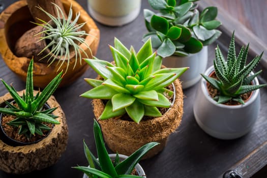 Collection of succulent plants for home deco. Gardening idea for stone garten.