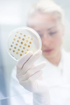 Scientist growing bacteria in petri dishes on agar gel as a part of scientific experiment. Corona virus pandemic concept. Development of virus treatment drug.
