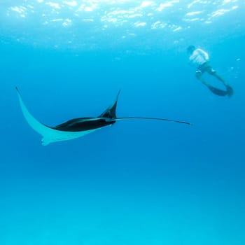 Male free diver and Giant oceanic manta ray, Manta Birostris, hovering underwater in blue ocean. Watching undersea world during adventure snorkeling tour on Maldives islands.