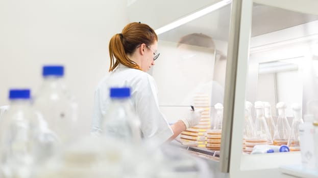 Female scientist working with bacteria in laminar flow at corona virus vaccine development laboratory research facility. Corona virus pandemic concept. Development of virus treatment drug.