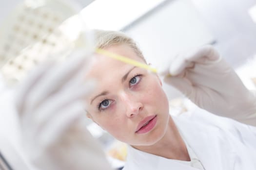 Scientist growing bacteria in petri dishes on agar gel as a part of scientific experiment. Corona virus pandemic concept. Development of virus treatment drug.
