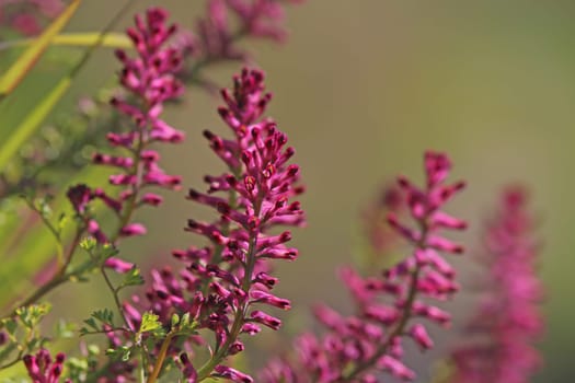 Flowering earth smoke Fumaria officinalis