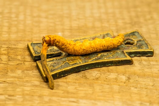 caterpillar fungus, medicine of the traditional Tibetian medicine