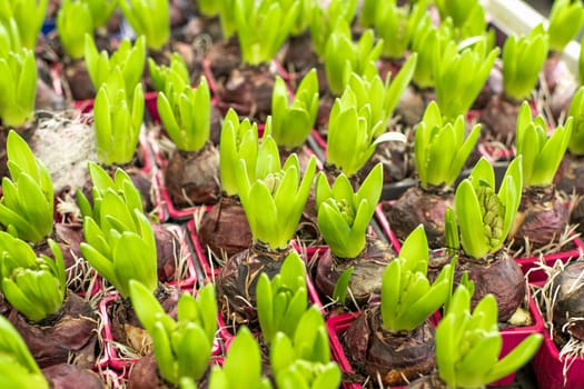 Many young green hyacinths. Green hyacinth background.