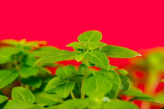 basil, fresh herb in spring
