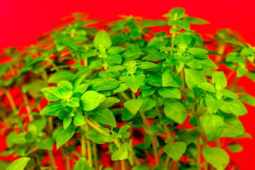 basil, fresh herb in spring