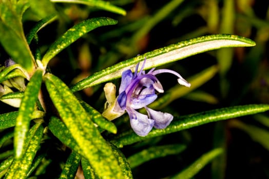 rosemary, closeup of the flower