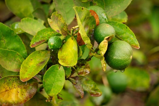 Lime Fruit On Tree, close up of citrus fruit