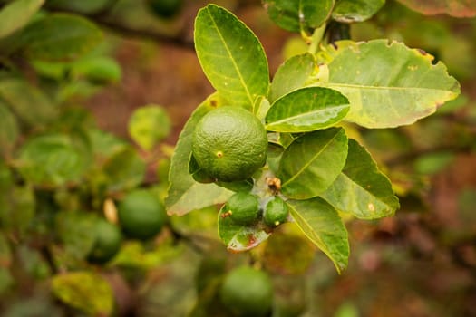 Lime Fruit On Tree, close up of citrus fruit
