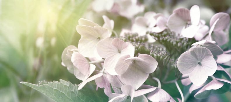 Blooming pastel pink Hydrangea in the warm morning sun. Panorama view. Garden, leisure, hobby, beauty, concept.