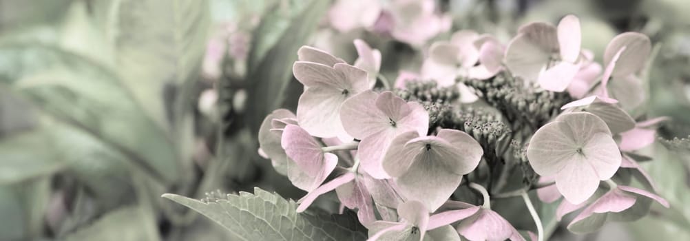 Blooming pastel pink Hydrangea in the warm morning sun. Panorama view. Garden, leisure, hobby, beauty, concept.