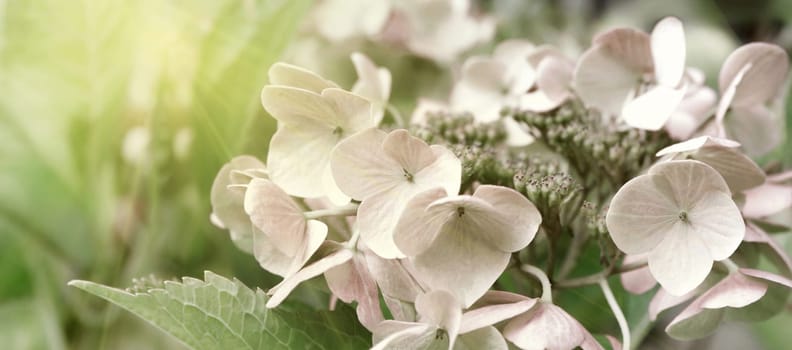 Blooming pastel pink Hydrangea in the warm morning sun. Panorama view. Garden, leisure, hobby, beauty, concept.