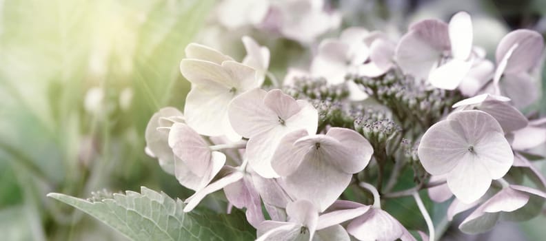 Blooming pastel pink Hydrangea in the warm morning sun. Panorama view. Garden, leisure, hobby, beauty, concept.