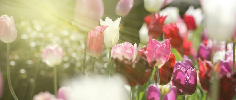 Field of pastel white, light pink and violet tulips in warm spring sunlight. Close up panorama view. Nature, flower, beauty, mourning, card, concept.