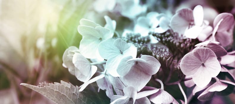 Blooming pastel pink Hydrangea in the warm morning sun. Panorama view. Garden, leisure, hobby, beauty, concept.