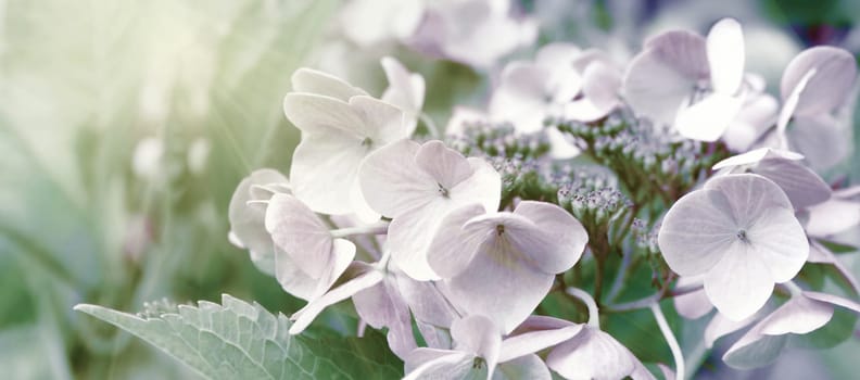 Blooming pastel pink Hydrangea in the warm morning sun. Panorama view. Garden, leisure, hobby, beauty, concept.