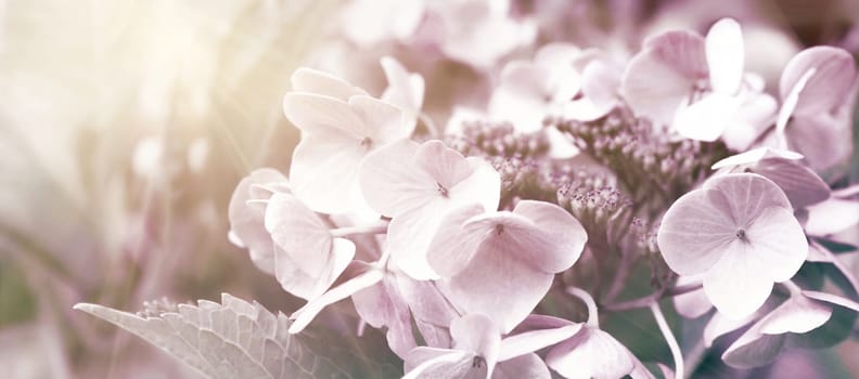 Blooming pastel pink Hydrangea in the warm morning sun. Panorama view. Garden, leisure, hobby, beauty, concept.