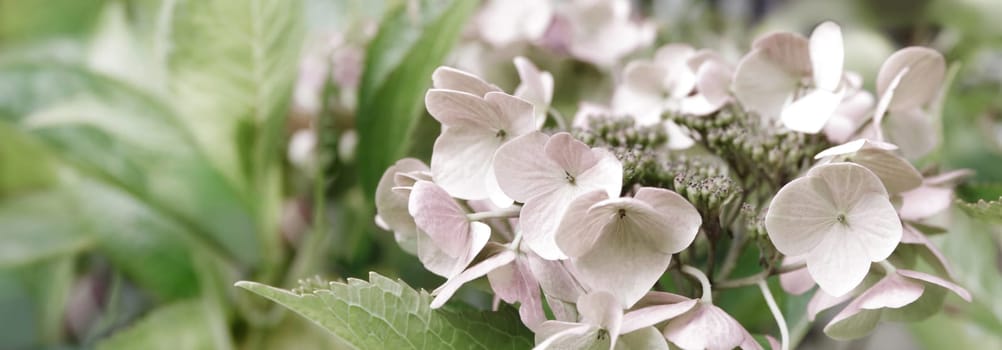 Blooming pastel pink Hydrangea in the warm morning sun. Panorama view. Garden, leisure, hobby, beauty, concept.