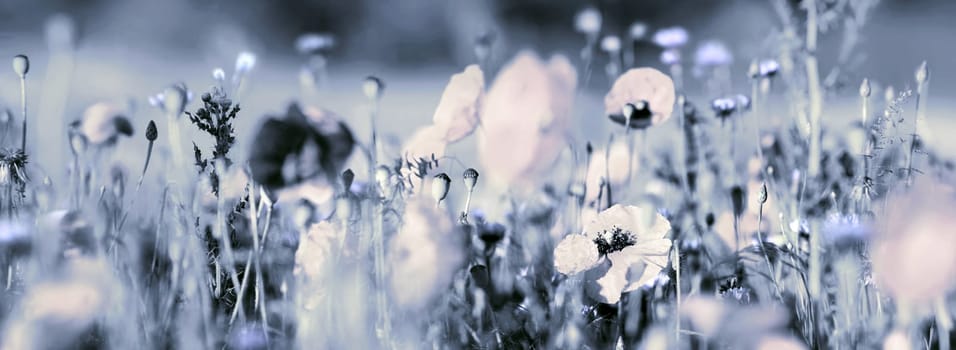Tinted blooming pastel red poppies and light blue cornflowers in a summer field. Panorama view. Mourning card concept photo.