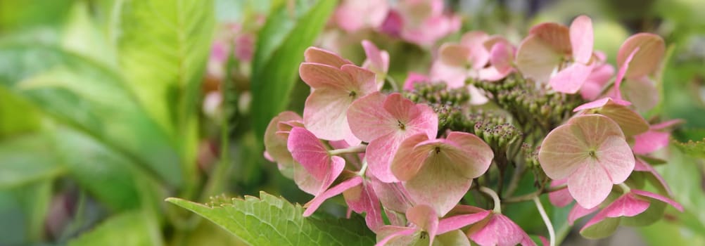 Blooming pastel pink Hydrangea in the warm morning sun. Panorama view. Garden, leisure, hobby, beauty, concept.