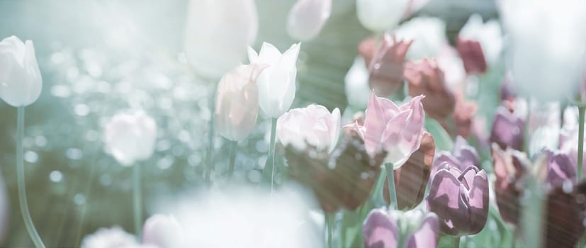 Tulips toned with different paint channels added, mourning card concept photo