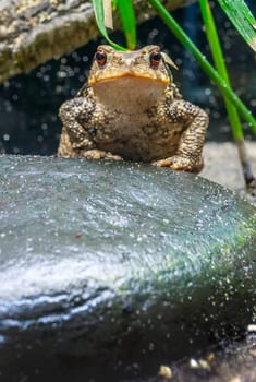 Common toads or European toads Bufo bufo. Displayed in terrarium
