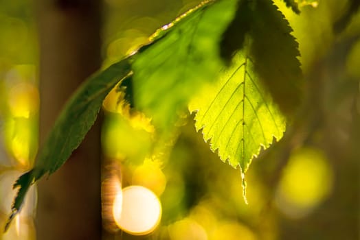 beech leaf in back light