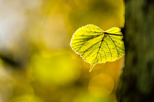 autumnal painted lime tree leaf in back light