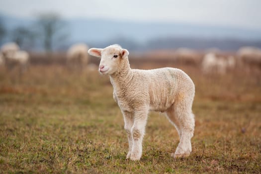 little lamb on a meadow