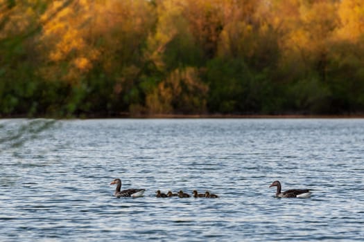 family of ducks swimming in a lake