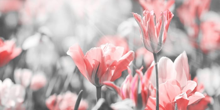 Tulips toned with different paint channels added, mourning card concept photo