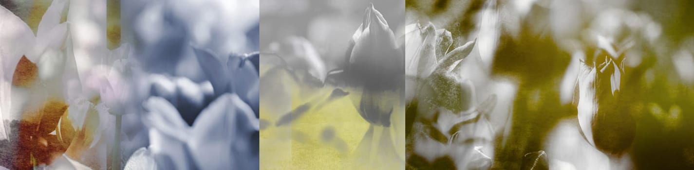 Facets of Tulips and Landscapes. Collage, photomontage on panorama view. Nature, colors, beauty, grief, mourning, memories, concept.