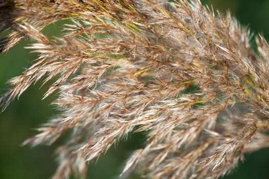Details of one dry reed grass on a green background. Macro Closeup single Golden reed grass