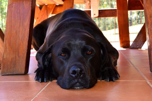 A black Labrador laying on tiles