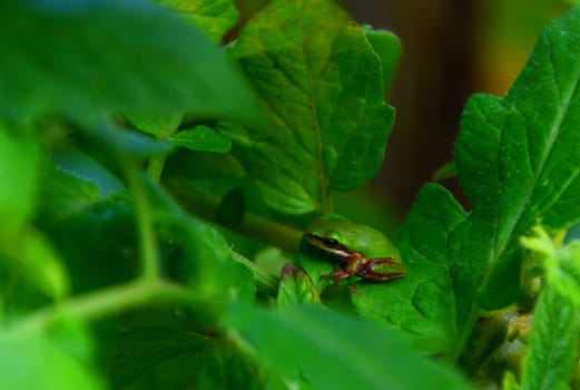 An Eastern Dwarf Tree Frog