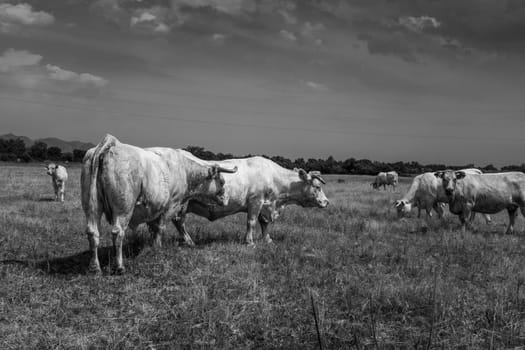 White cows grazing in the quiet of the Catalan rural scene. A curious calf and a cow look in the direction of the photographer. Black and white landscape.