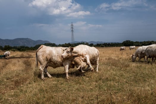 Out in the pasture, two cows enjoy scratching with one another. Concept of animal welfare in organic agriculture.