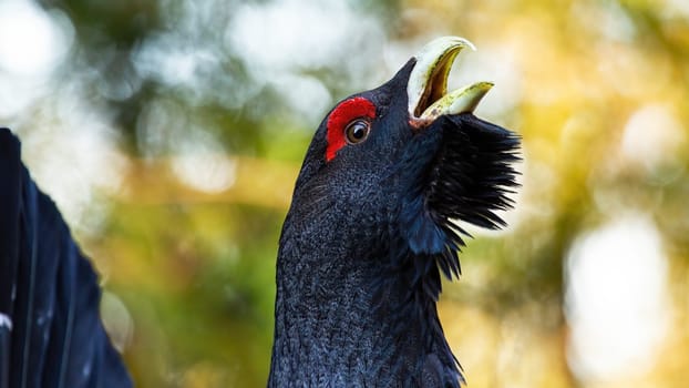 Close-up of western capercaillie, tetrao urogallus, lekking during courting season. Capercaillie's head from the profile view. Wild bird with gorgeous feathers showing its dominance in the forest.