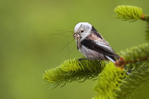 Cute long-tailed tit, aegithalos caudatus, sitting on a green spruce twig with an insect holding in bill. Adorable bird with a catch on tree from side view with copy space.