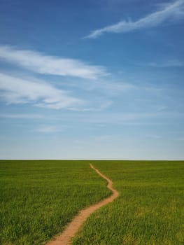 Narrow footpath across a growing wheat green field below a blue sky. Natural spring vertical orientation minimalist background. Peaceful scene with a path to the horizon, idyllic rural landscape.