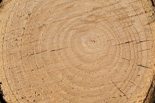 The cross section of the tree years. Cross section of trunks with visible brown years, as round rings. Rough and cracked surface due to the way the trunk is cut.