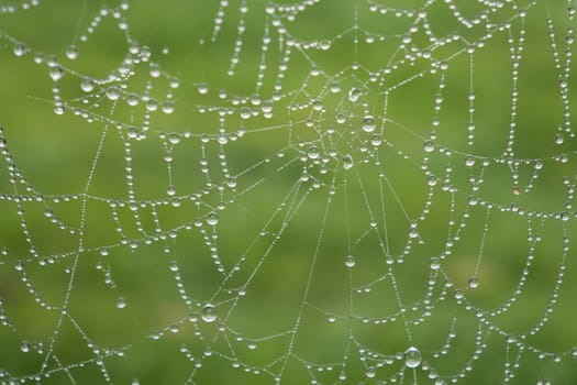 Rain drops on the spider web. On a green background, the spider web is properly formed.
