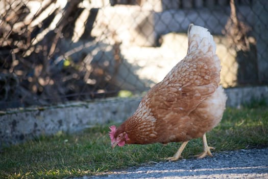 The hen by the road is looking for food. European homemade brown hen. the hen along the road feeds on grass, worms and everything else they have in the grass.