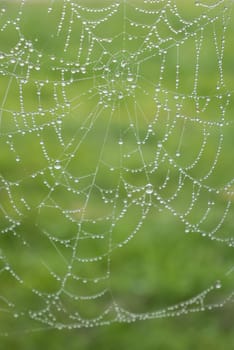 Rain drops on the spider web. On a green background, the spider web is properly formed.