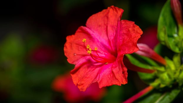 Red four o'clock flower (Mirabilis Jalapa) macro shot