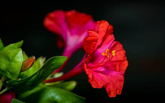 Red four o'clock flower (Mirabilis Jalapa) macro shot