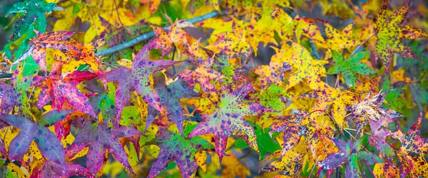 Panoramic texture of colorful fall foliage