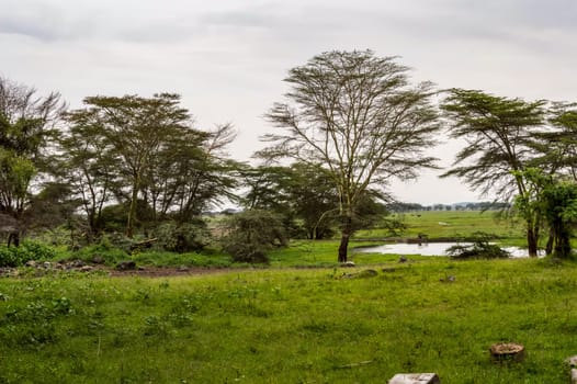 Landscape with African Elephant in Amboseli National Park in Kenya