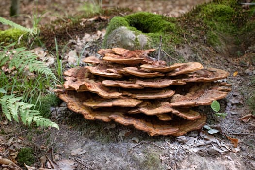 Tree fungus at dead tree close-up